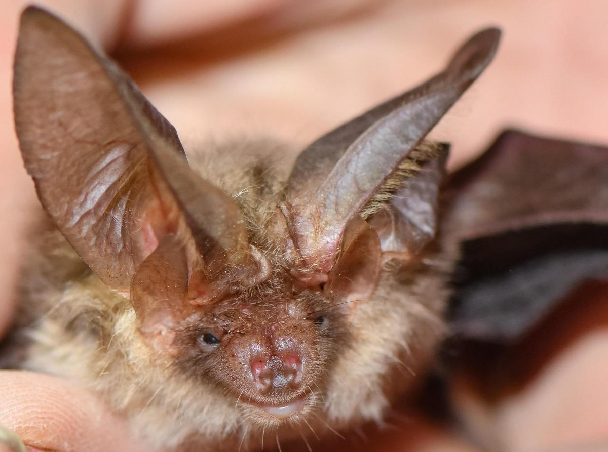 Si sveglia con un pipistrello sul viso, 11enne muore di rabbia: nessun segno di morso - 