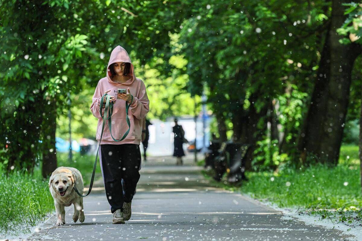 Obbligo di lavare la pipì del cane in strada, Bassetti: "Dal punto di vista scientifico non serve a nulla" - 