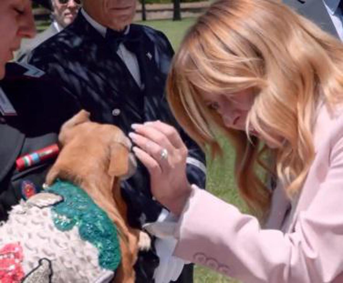 Meloni posta un video con Briciola: "La mascotte dei carabinieri è entrata nel cuore di tutti noi" - 