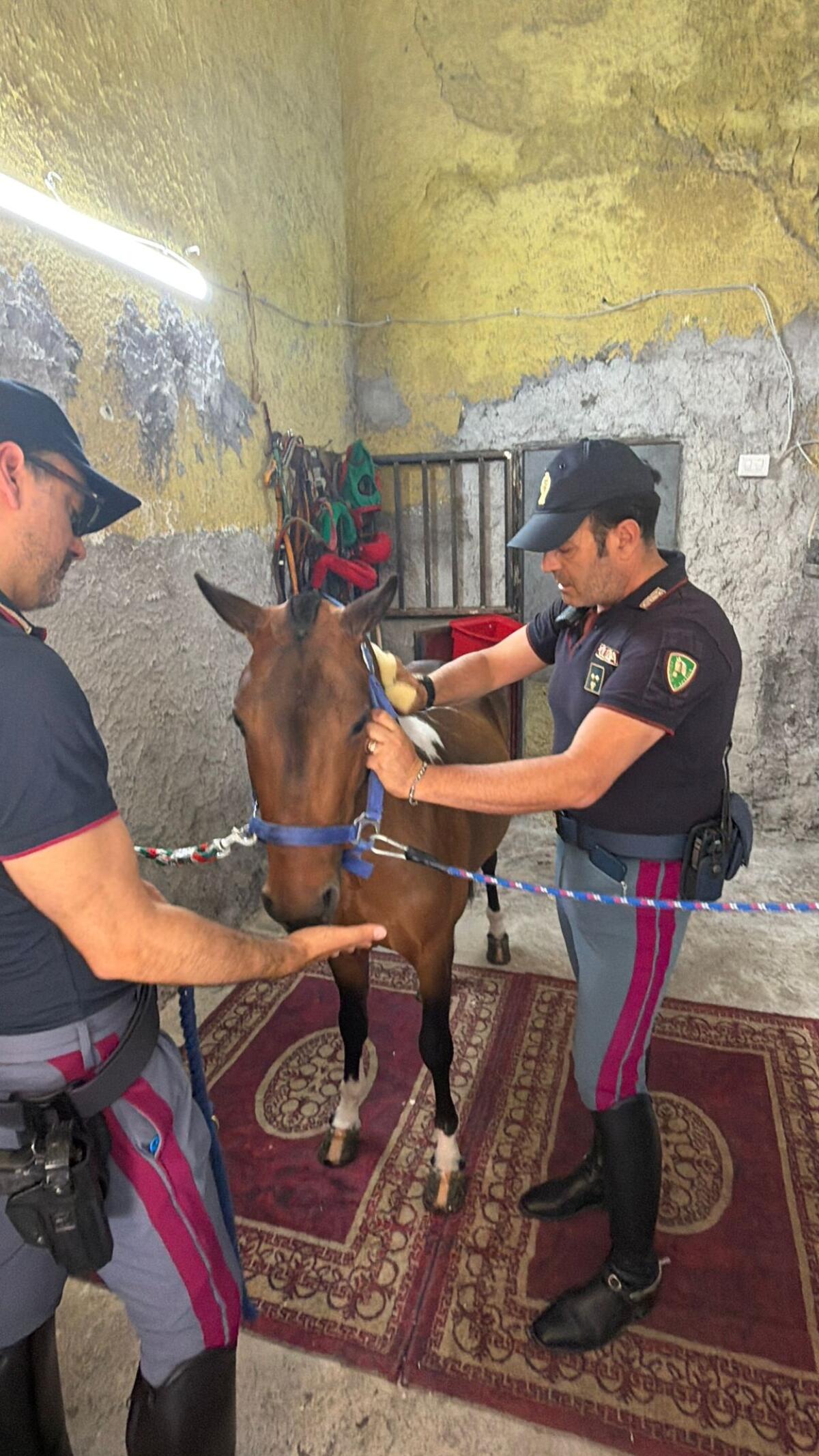 Catania: sequestrato pony tenuto al buio in stalla abusiva, proprietario denunciato per maltrattamento - 