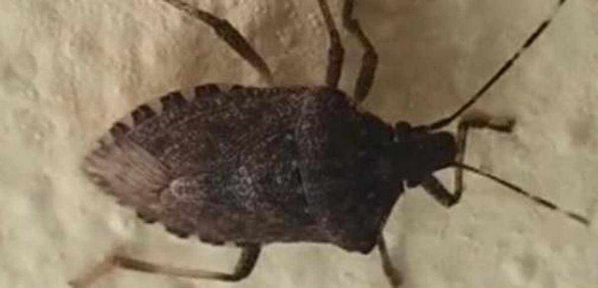 Malattia di Chagas spaventa l'America Latina, circa 6 mln convivono con l'infezione parassitaria - 