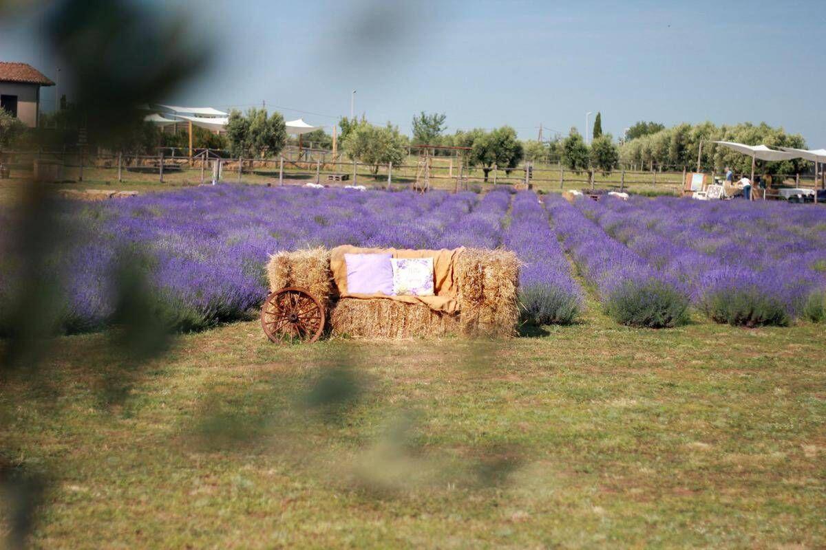 A giugno Roma si tinge di viola: torna la festa della lavanda al Lavandeto di Roma - 