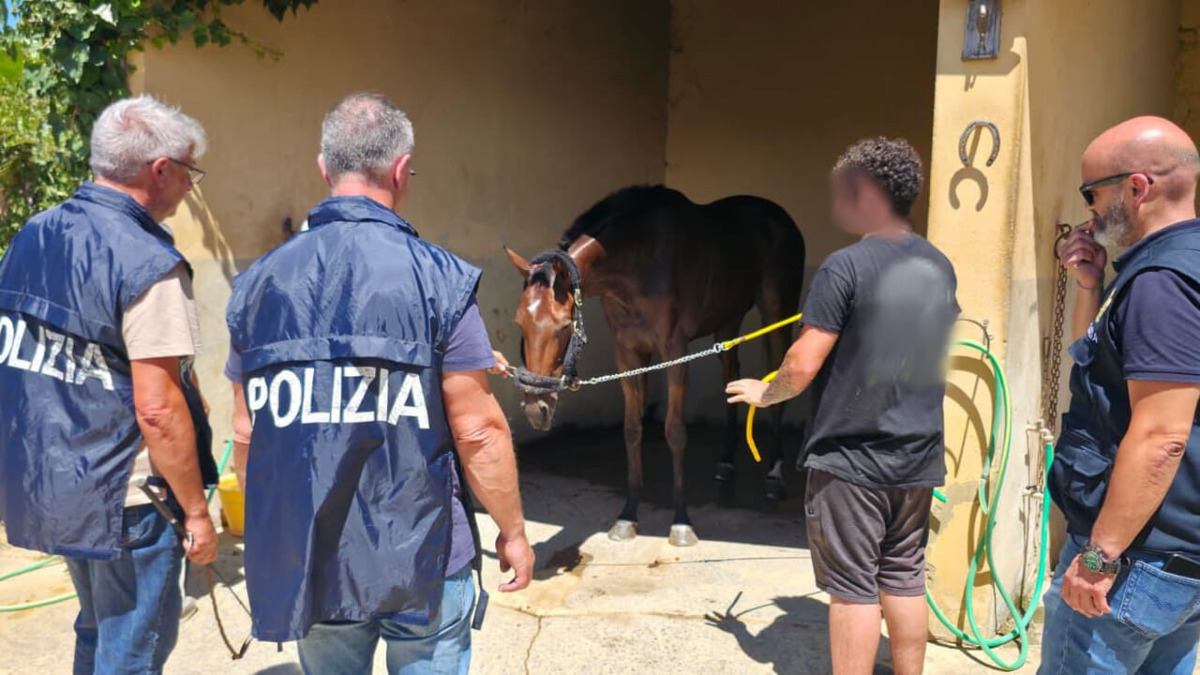 Blitz a Caltagirone: sventata corsa clandestina di cavalli, 9 persone denunciate - 