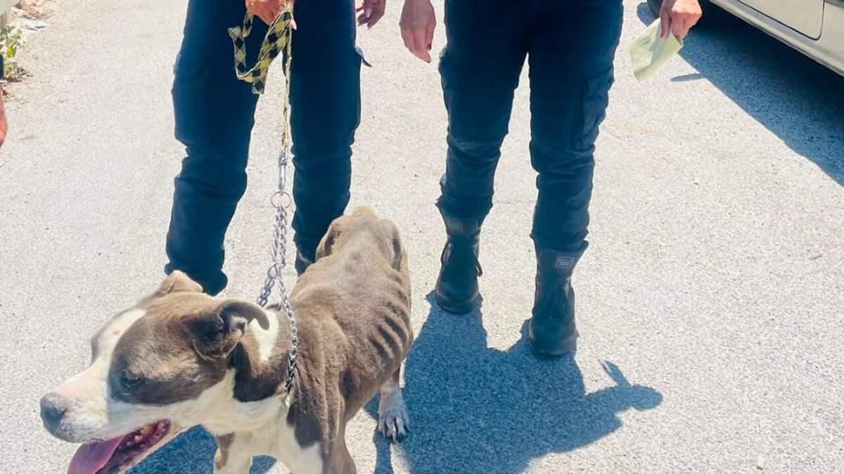 Salvato a Palermo Toretto, pitbull di 11 anni sequestrato per maltrattamento - 