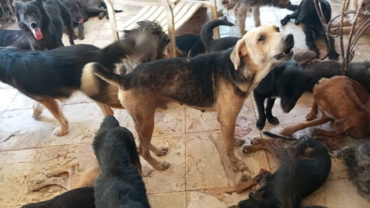 San Giuseppe Jato: sequestrati quasi 100 cani in una villetta, scatta il piano di recupero - 