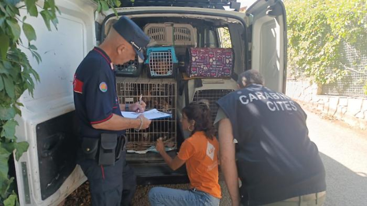 San Giuseppe Jato: canile lager scoperto in casa, sequestrati oltre 100 cani; due denunciati - 