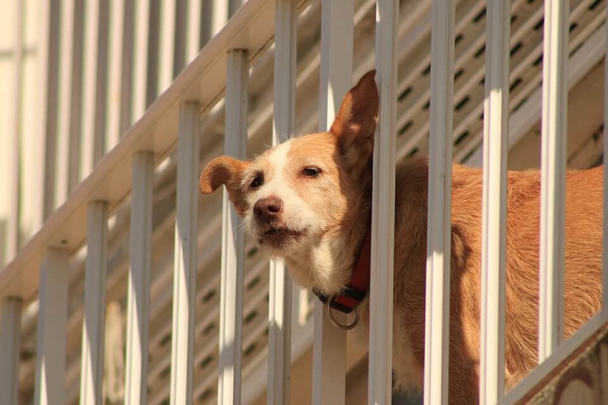 Catania: ordinanza anti-caldo, vietato lasciare cani e gatti sui balconi esposti; multe fino a 500€ - 