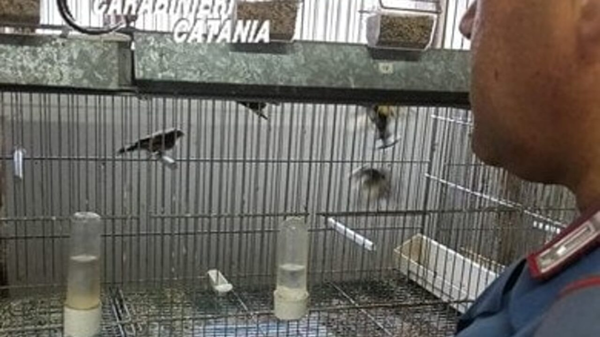 Denunciato 30enne ad Aci Sant'Antonio: sequestrati 15 uccelli e 7 tartarughe protette - 