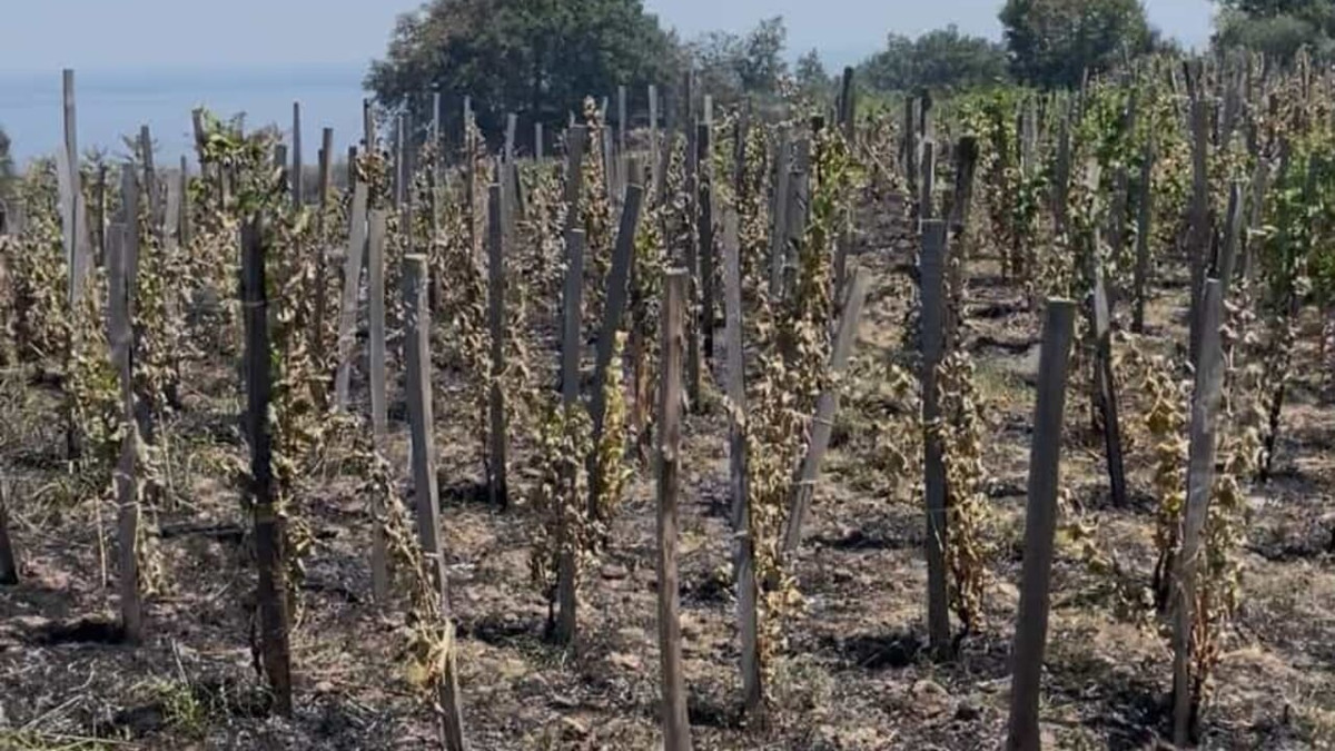 Roghi a Zafferana Etnea: diversi ettari di vigneti distrutti, ipotesi dolo - 