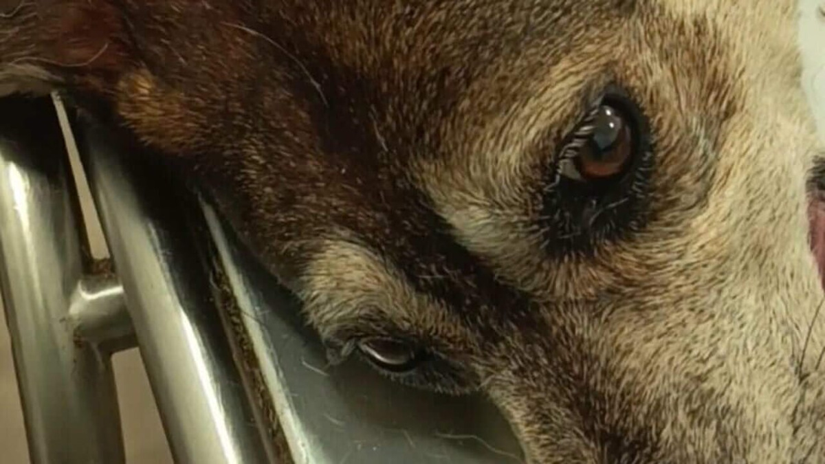 Muore Betty Boop, cagnolina lanciata dal quarto piano a San Giovanni La Punta - 