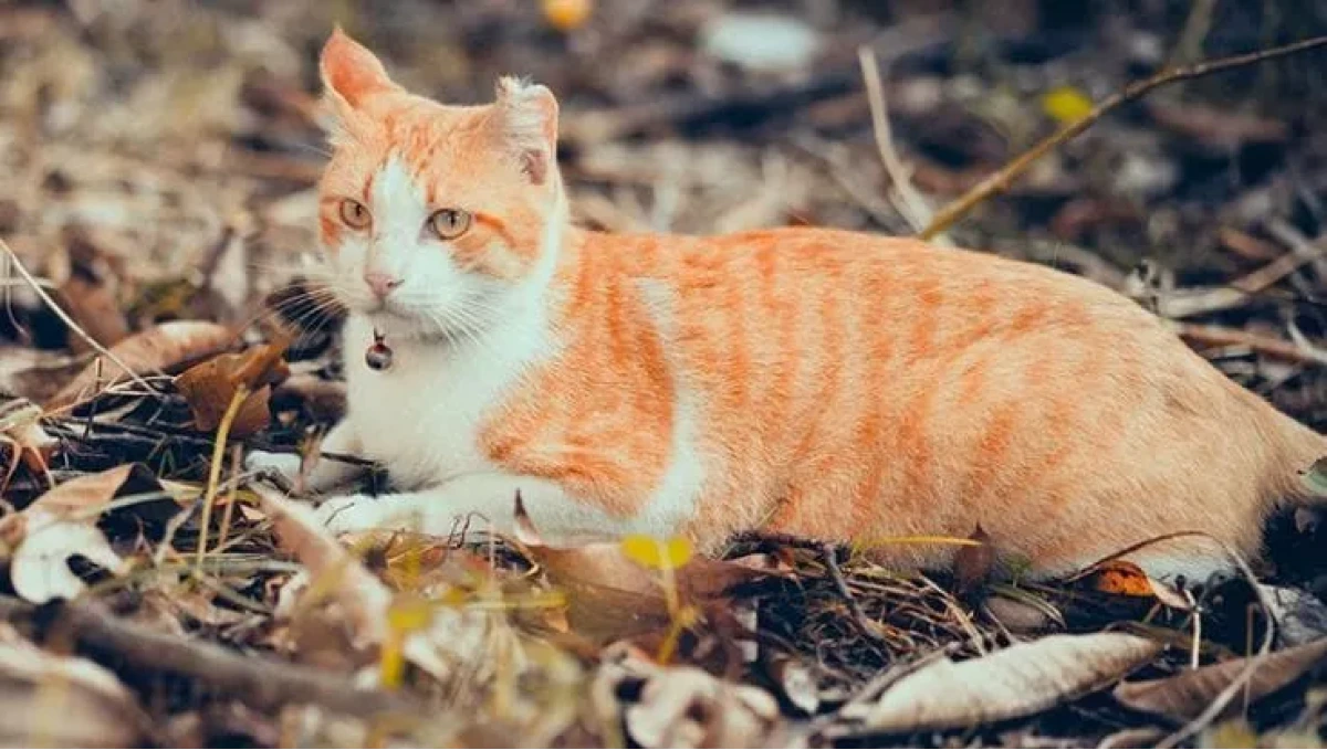 Santa Teresa di Riva, sei gatti trovati morti in 24 ore: denunciato il presunto 'sterminio' della colonia felina - 