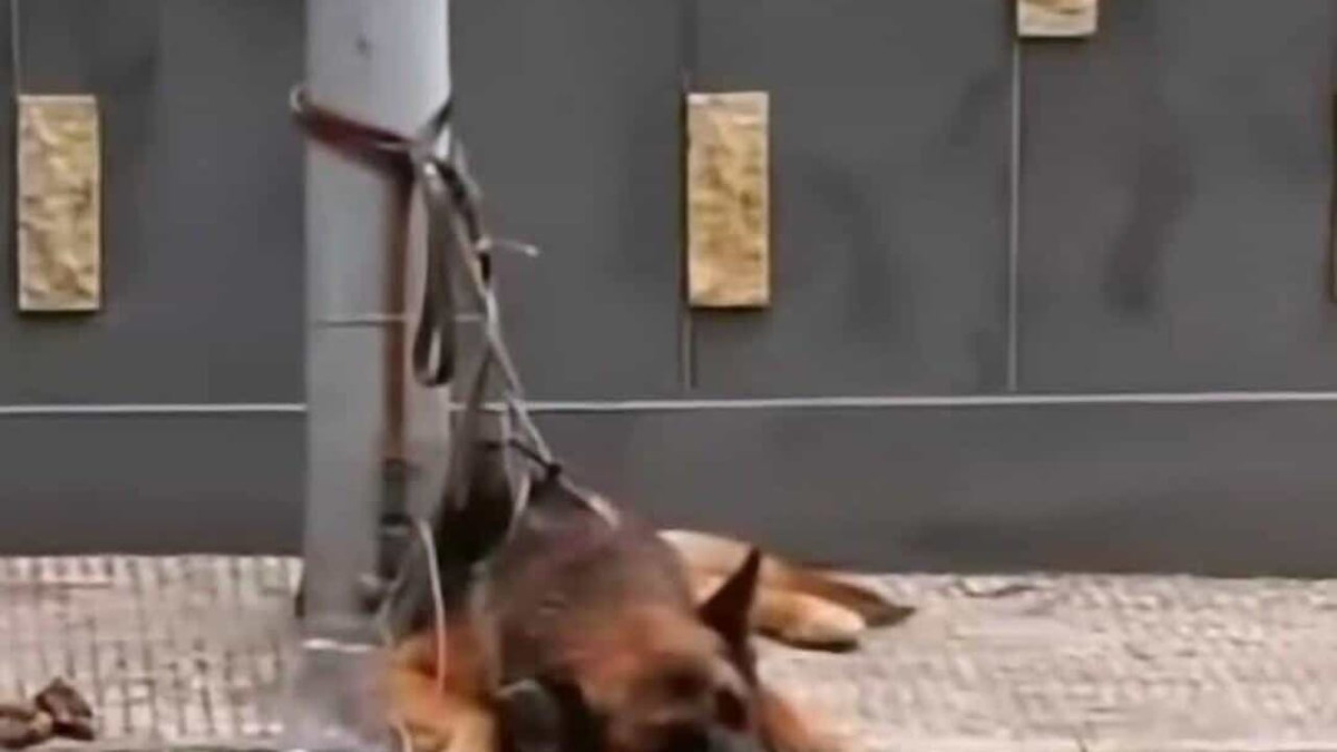 Adrano: pastore tedesco trovato legato a un palo e abbandonato, il Partito Animalista presenta denuncia - 
