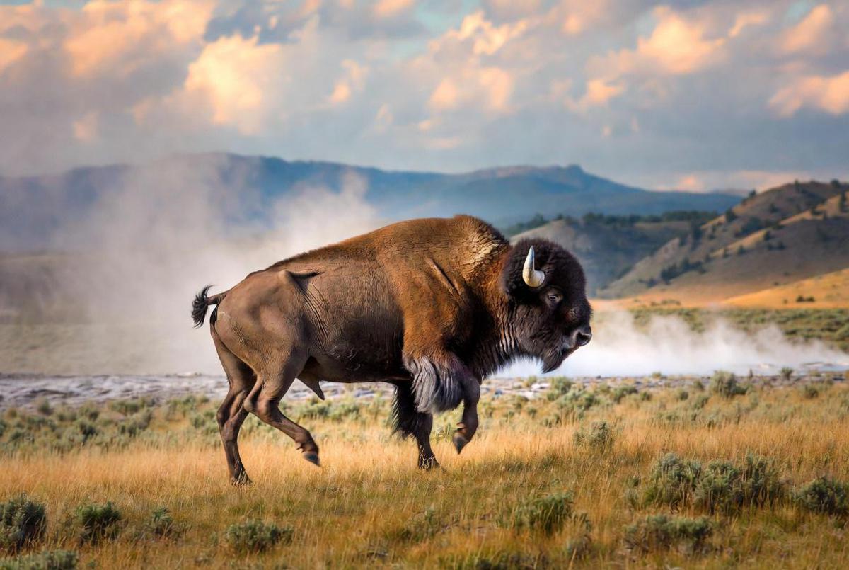 Il bisonte carica e fa volare il turista, l'attacco choc a Yellowstone - Video - 
