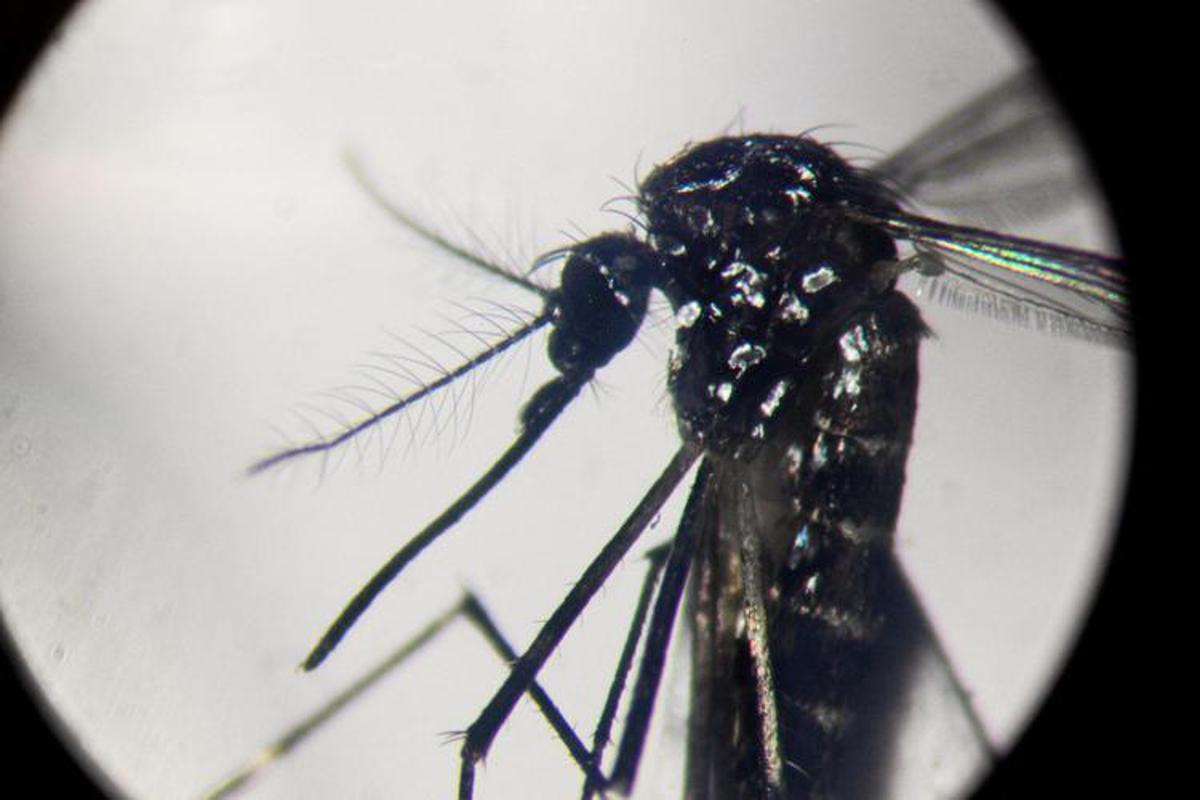 Dengue, in focolai in Italia prevale trasmissione a breve distanza: entro 400 metri - 