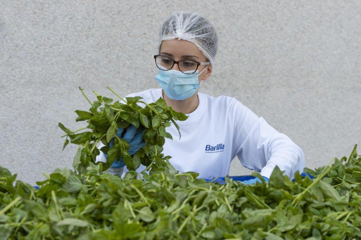 Barilla, 650mila analisi l'anno, 250 professionisti per sicurezza: la filiera del basilico dal campo al vasetto pesto - 