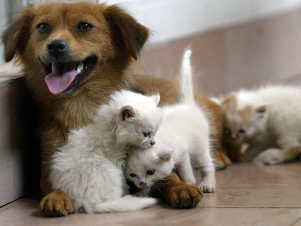 Acqua sempre disponibile e attenzione a superfici calde, 5 consigli per proteggere cani e gatti in estate - 