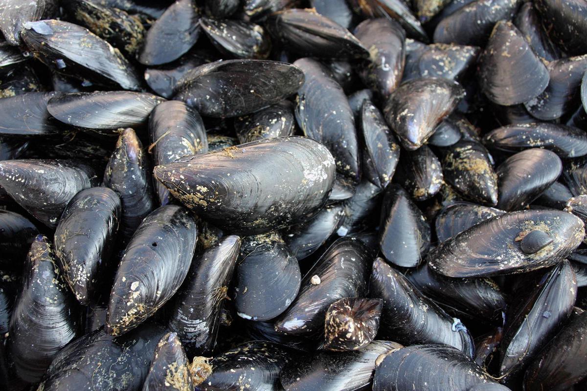 Caldo fa strage di molluschi nel delta del Po, moria di cozze e vongole - 