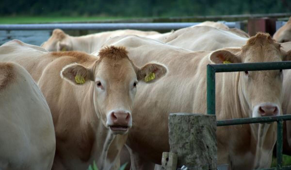 Brucellosi e tubercolosi bovina: Sicilia ottiene riconoscimento, tre province dichiarate 'indenni' - 