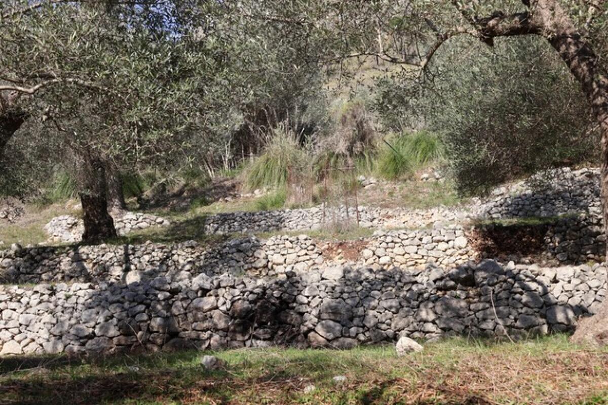 Pantelleria e Venafro: il protocollo per gli oliveti storici tra opportunità e responsabilità - 