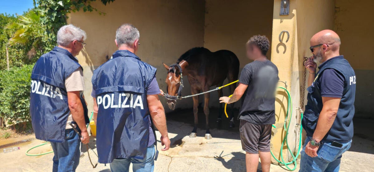 Caltagirone: sventata corsa clandestina di cavalli, 9 persone denunciate e un cavallo recuperato - 