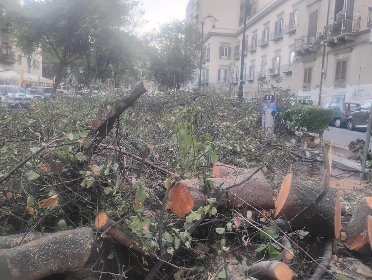 Palermo, abbattimenti in via Spinuzza: M5S denuncia «scempio» e chiede chiarimenti agli assessori - 