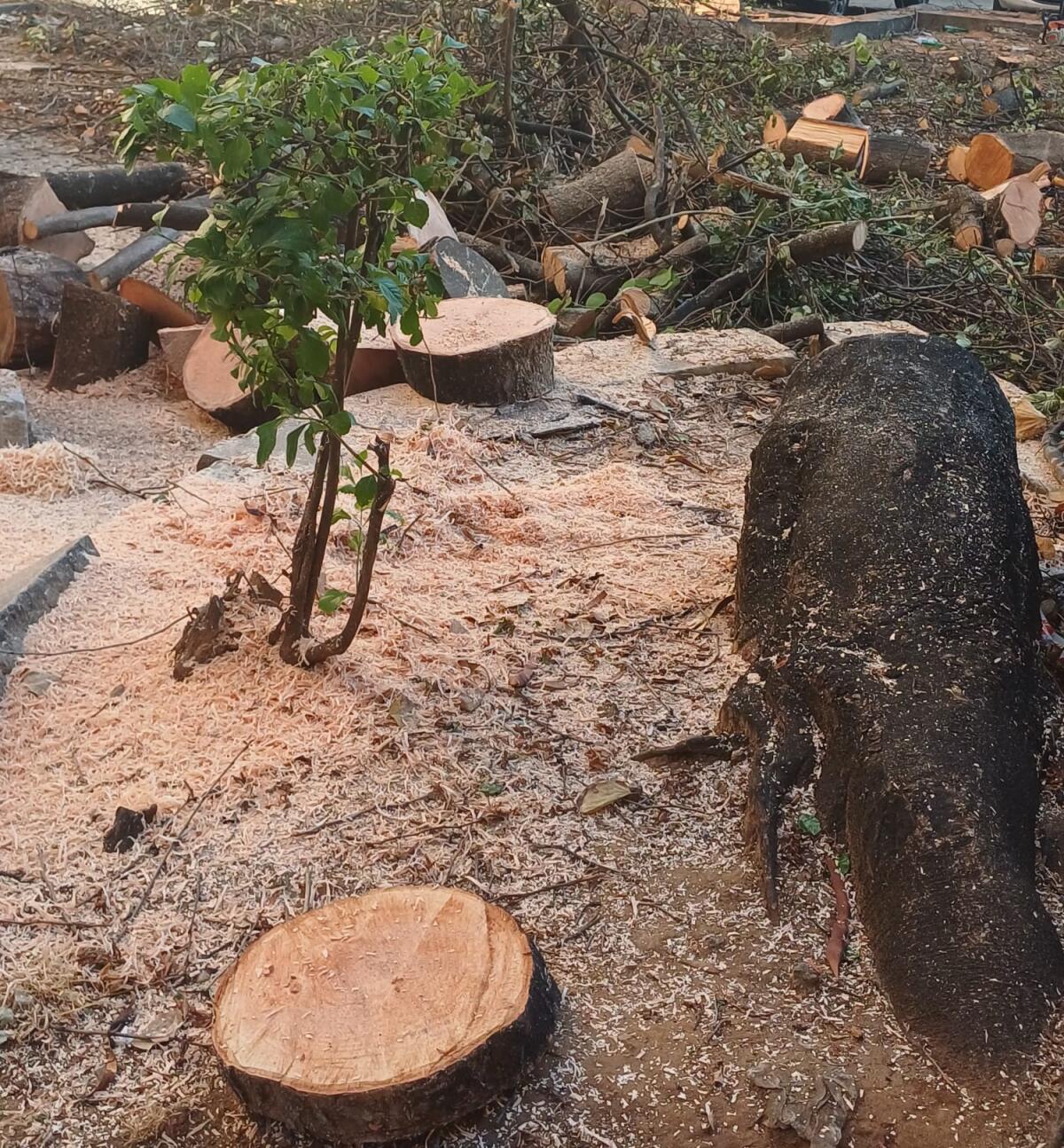 Palermo, taglio di alberi in via Spinuzza: Miceli parla di 'albericidio' e chiede un piano da un milione di alberi - 