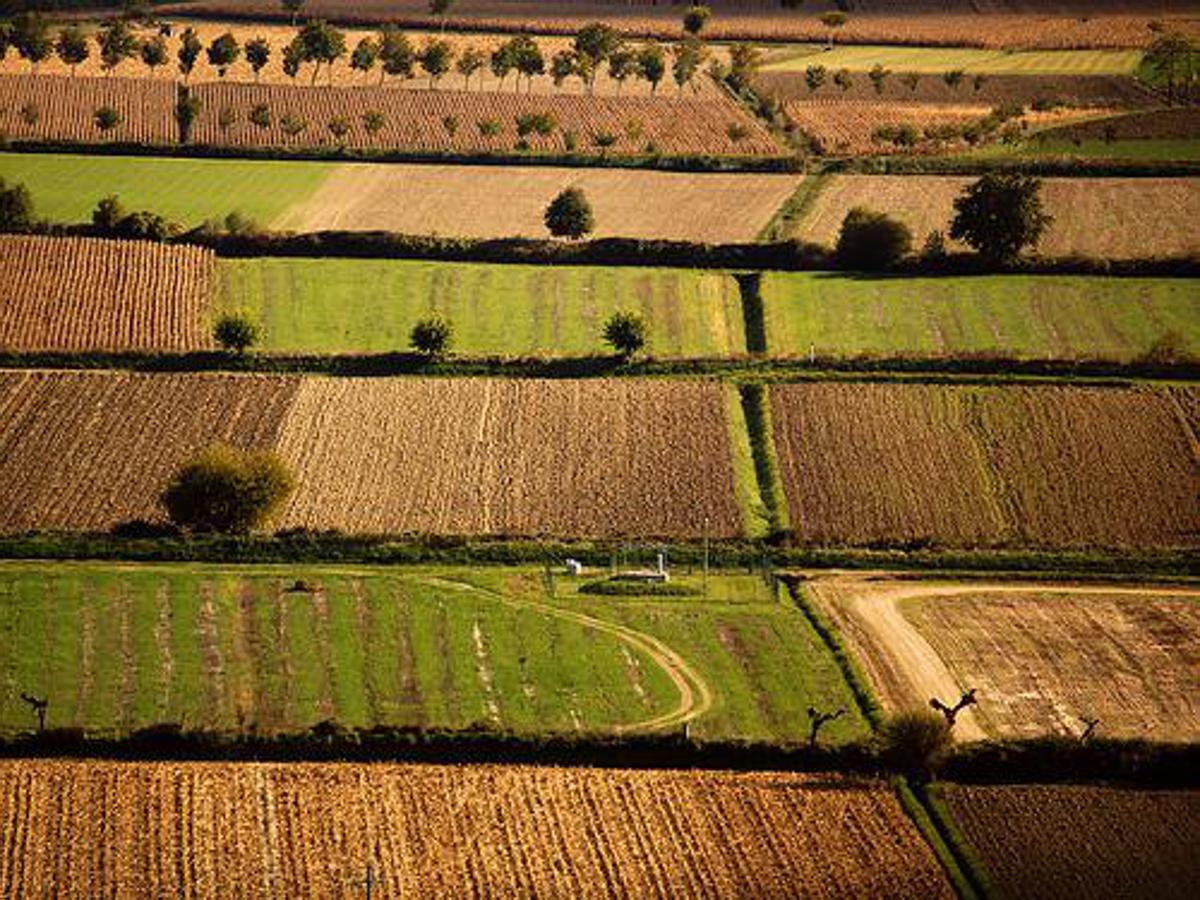 Banca nazionale delle Terre Agricole (Bta), al via nona edizione: in vendita 8.863 ettari per un valore di oltre 121 milioni di euro - 