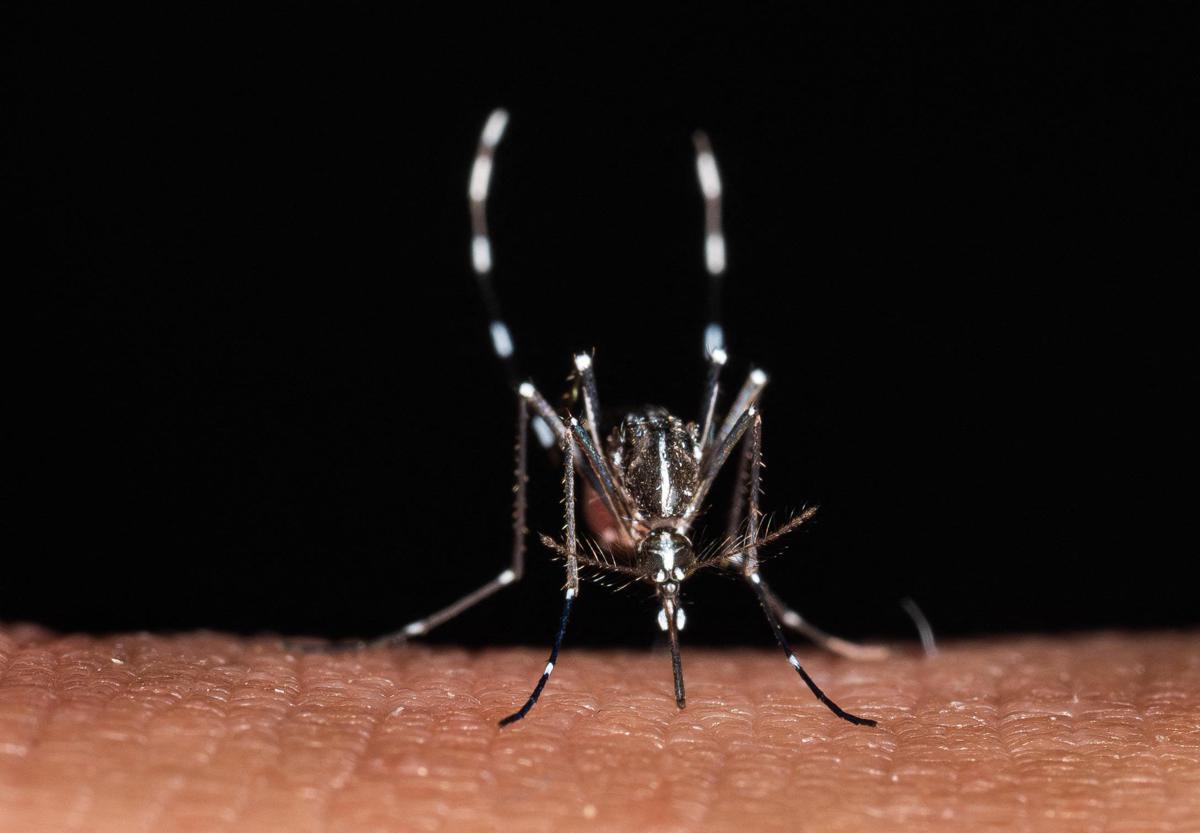 Da zecche a zanzare rischio virus in vacanza, Bassetti: "Non solo in Paesi esotici" - 