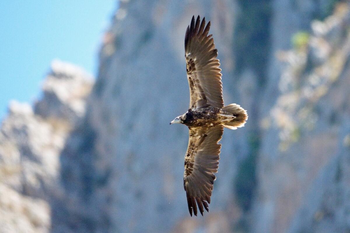 Il Capovaccaio torna a volare nei Nebrodi: cura, GPS e impegno collettivo per una specie in pericolo - 