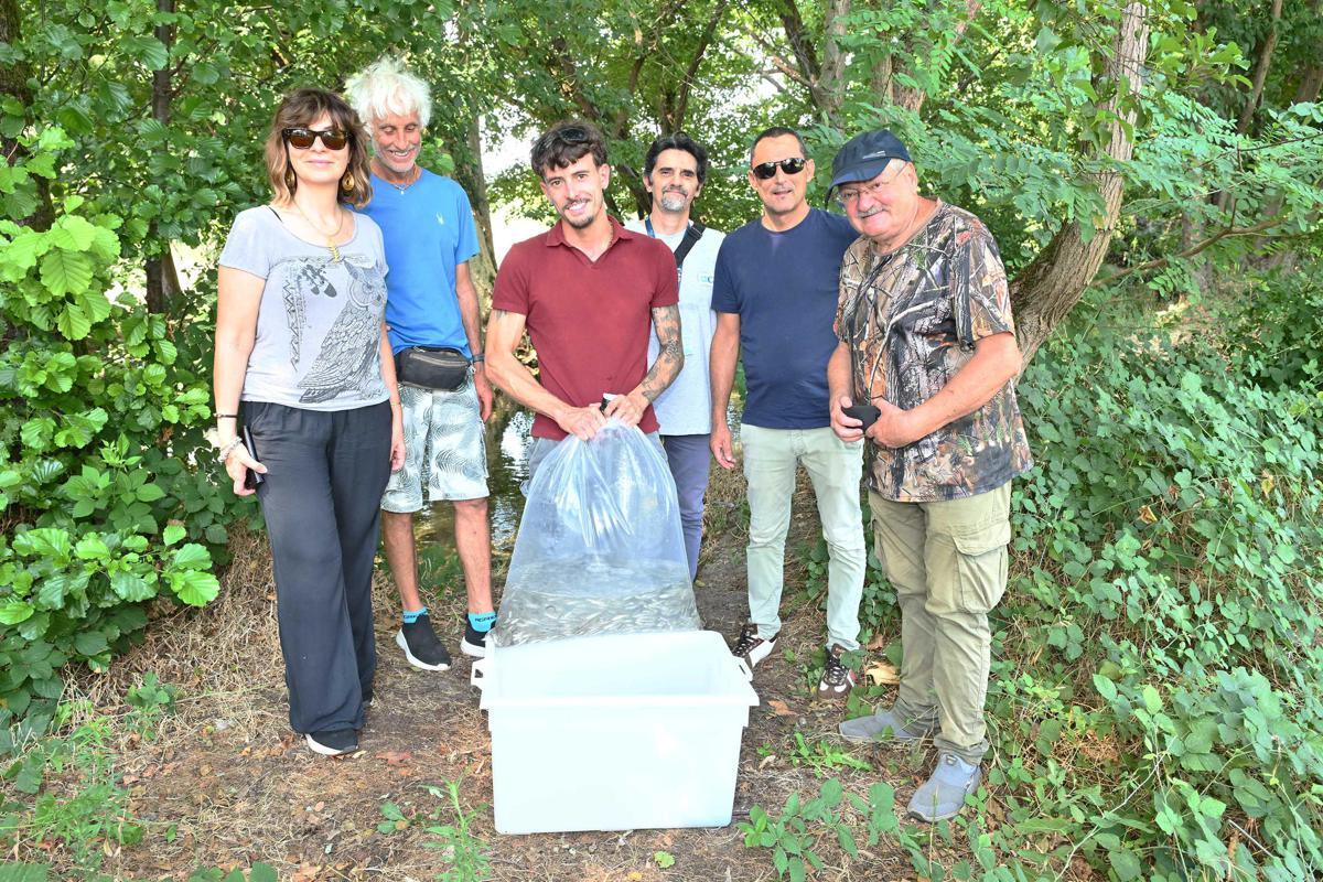 Gruppo Cap, 2.500 alborelle cresciute nel depuratore di Canegrate tornano nei fiumi lombardi - 
