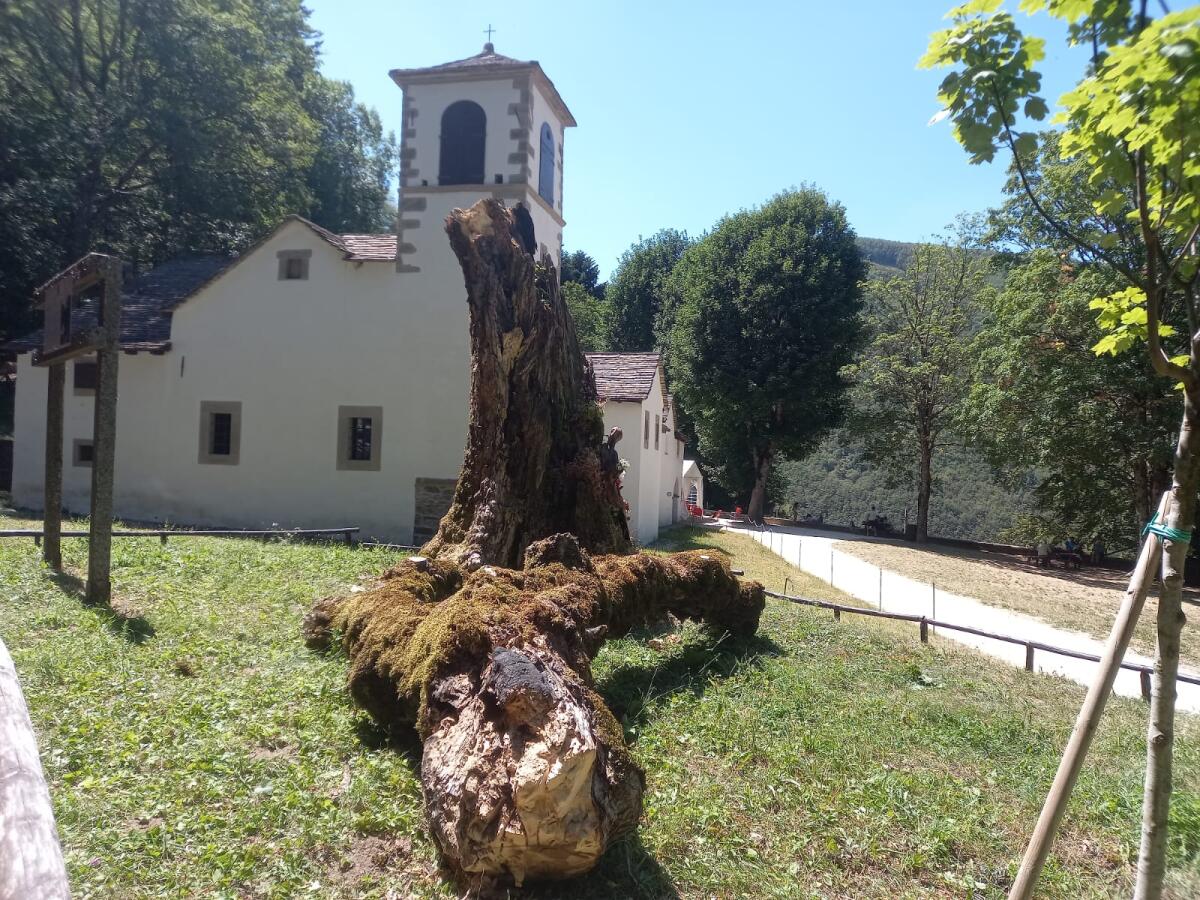 Salvato il tronco dell'Acero del Miracolo: messa in sicurezza e nuovo esemplare al Corno alle Scale - 