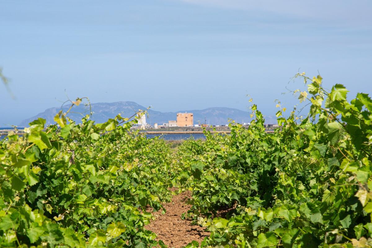 Birgi Wine Fest: Feudo Stagnone porta il vino dello Stagnone al centro di Marsala (9 agosto) - 