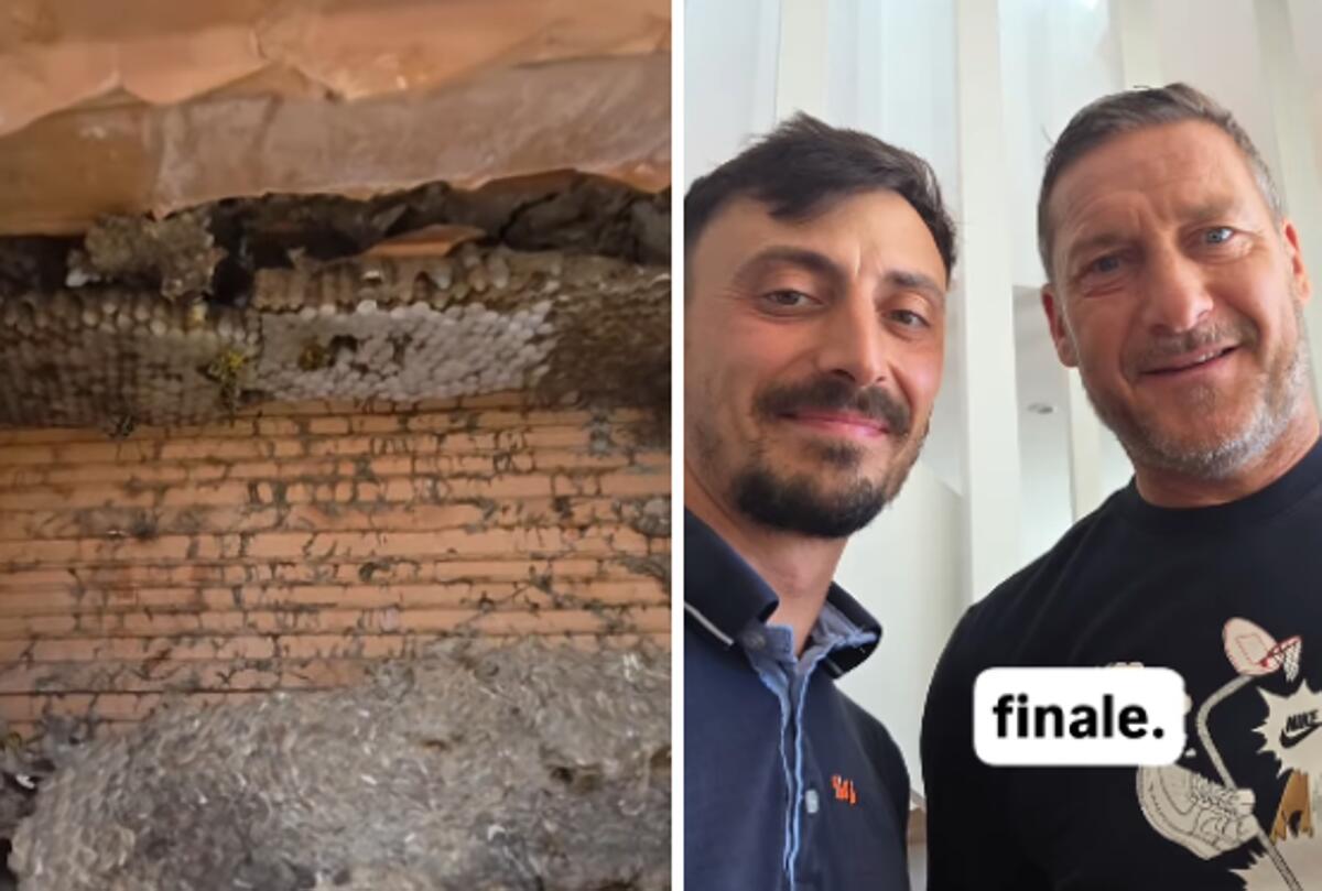 Francesco Totti, la casa invasa da vespe germaniche: il racconto del 'salvataggio' - 