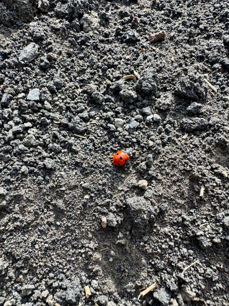 Trekking sull'Etna
