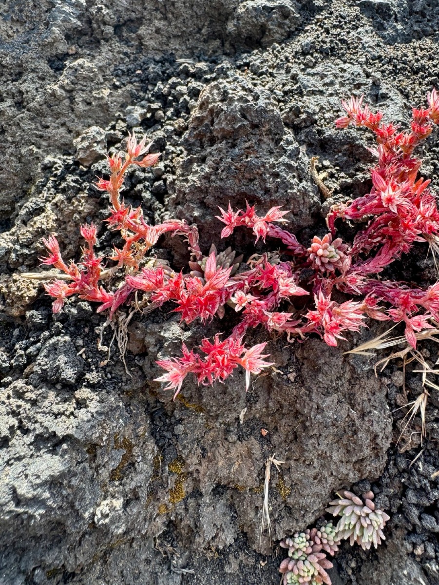 Trekking sull'Etna
