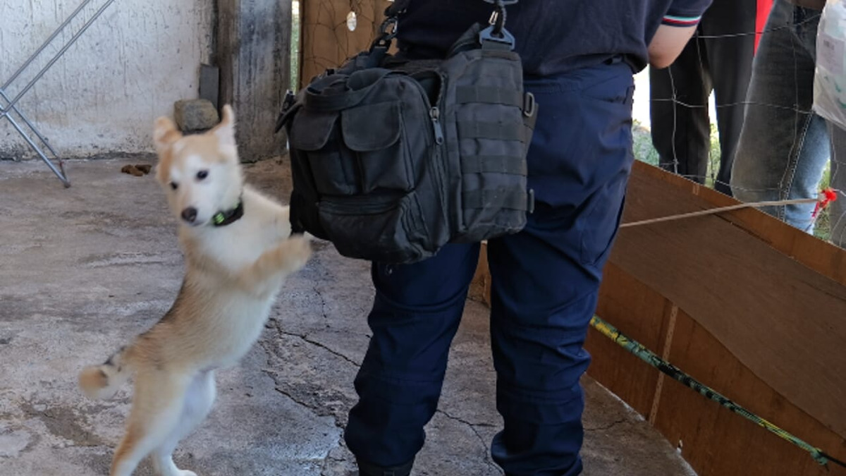 Bronte: 19 cani sequestrati tra catene, escrementi e sovraffollamento in un’abitazione - 