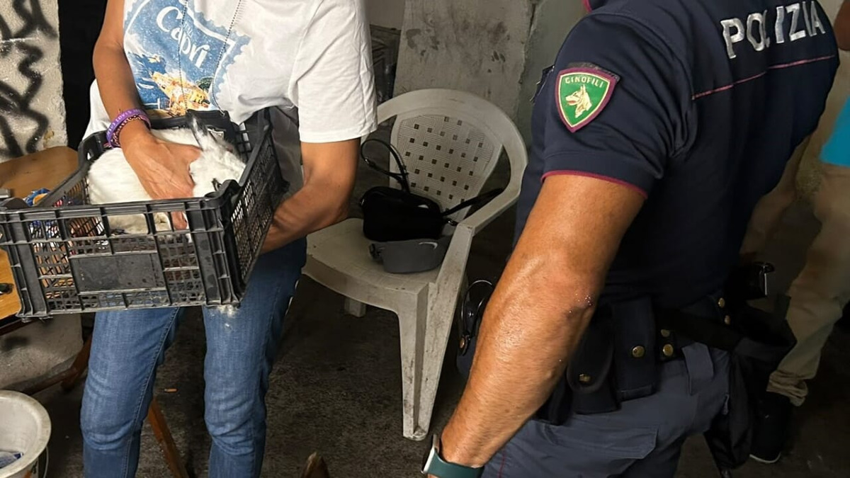 Smantellata una piazza di spaccio a San Cristoforo: un arresto, due denunce e il salvataggio di un coniglio - 
