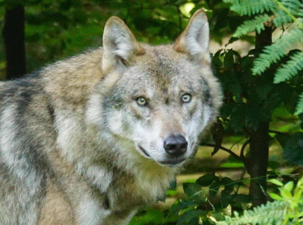 Bambini azzannati a Noicattaro, nuovi avvistamenti del lupo: scatta la caccia anche con i droni - 
