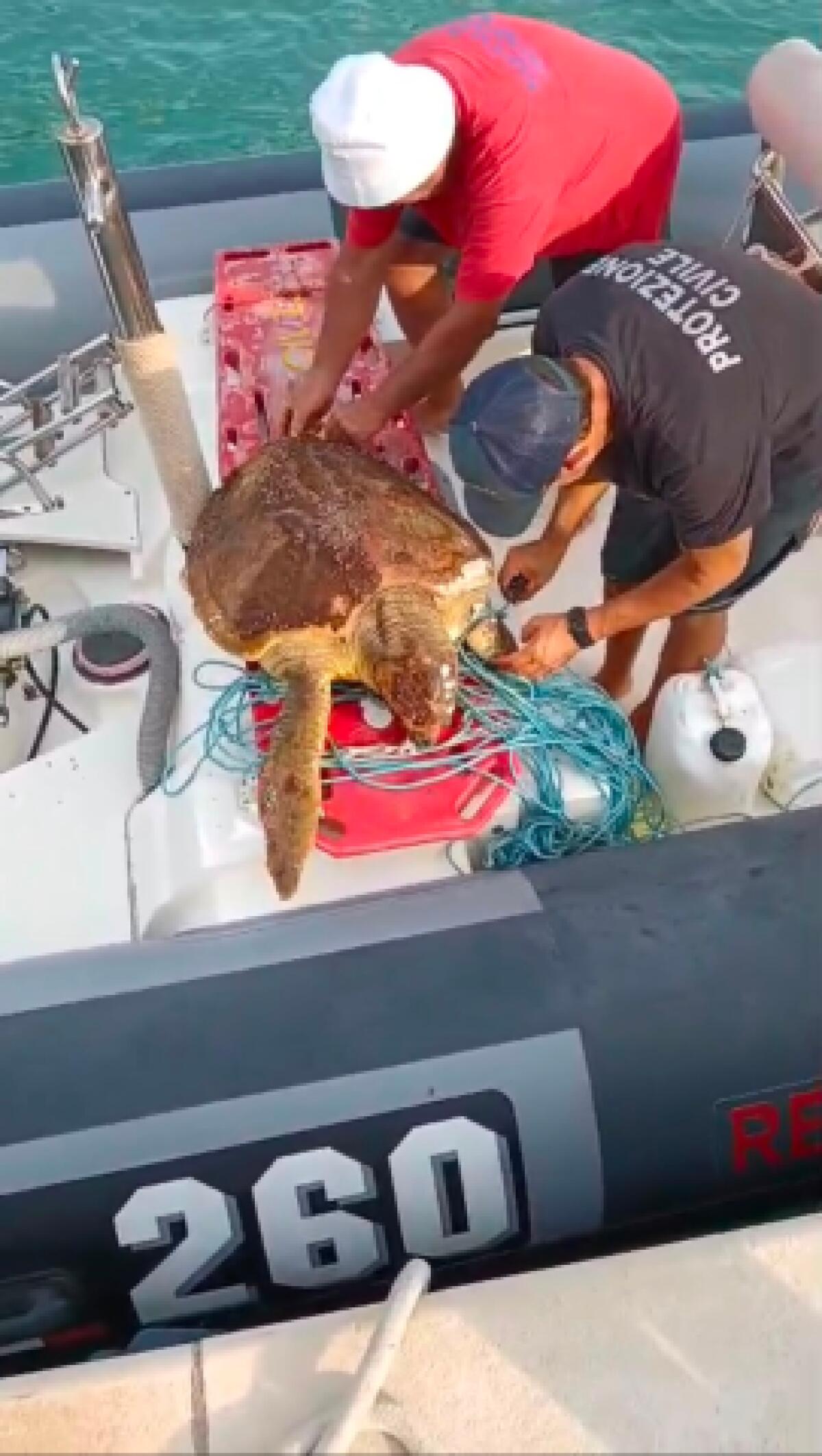 Marina di Ragusa: 15 salvataggi in mare e recuperata una tartaruga Caretta caretta - 