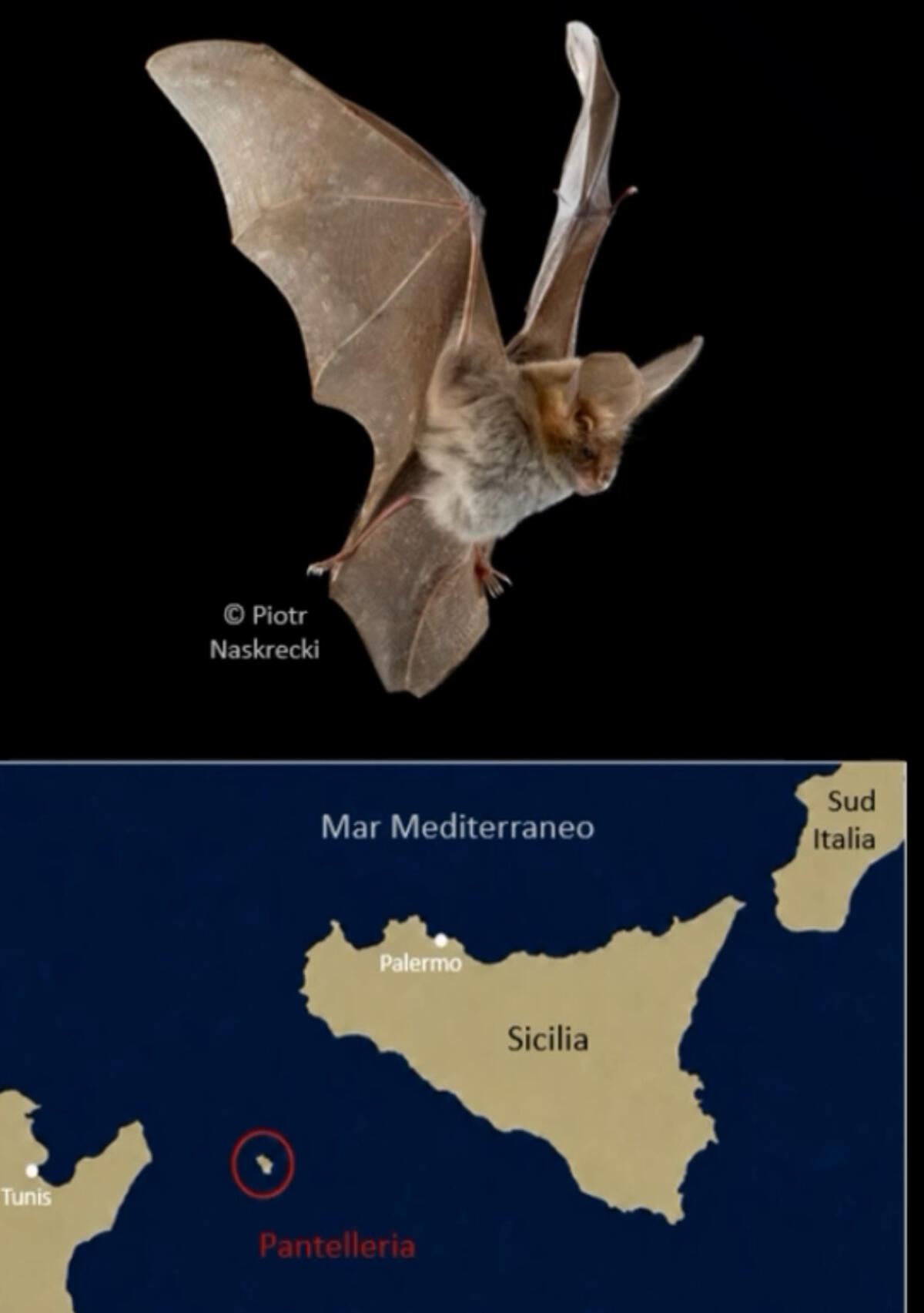 Un fantasma dall'Africa: a Pantelleria il pipistrello Nycteris thebaica confermato in Europa - 