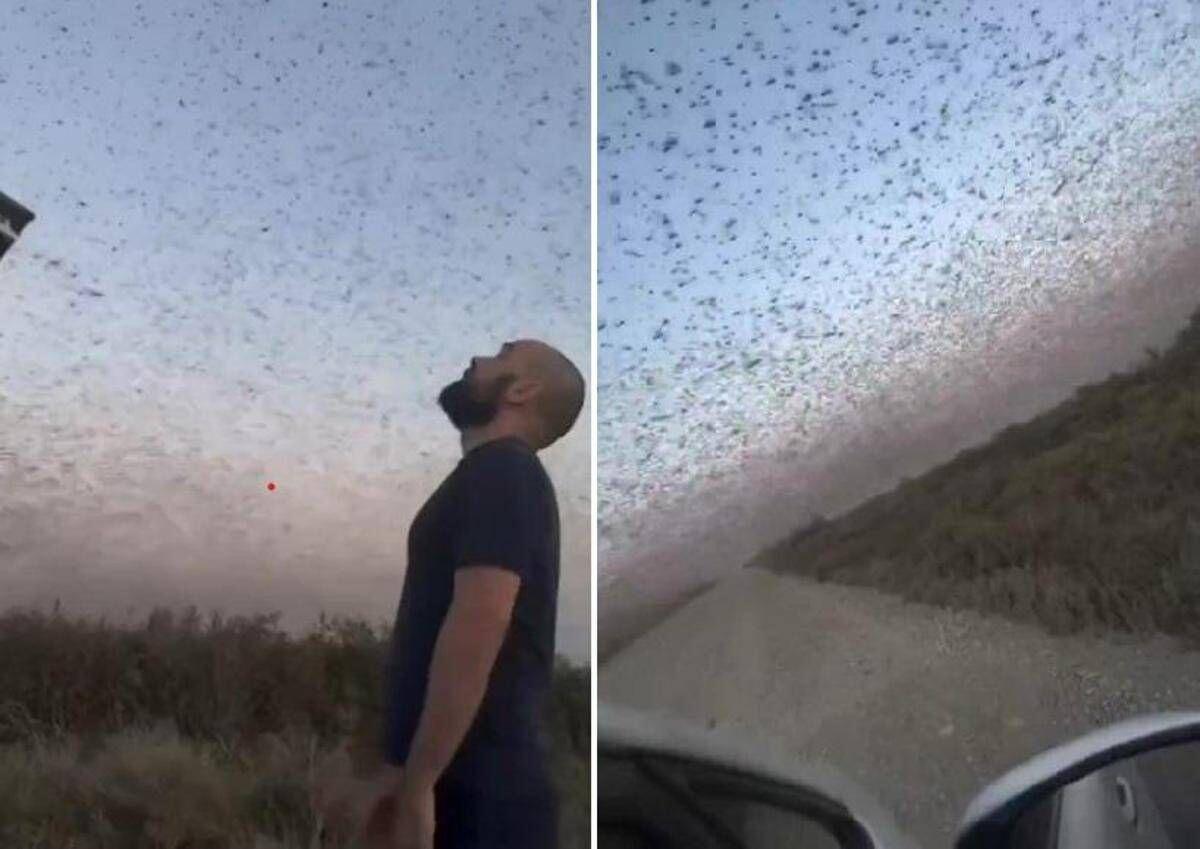 Invasione record di locuste, milioni di insetti oscurano il cielo. E il web grida alla 'piaga biblica' - Video - 