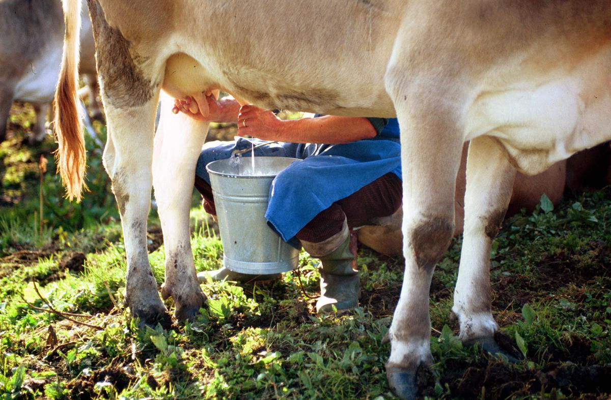 Latte crudo e batteri, le regole per non correre rischi - 