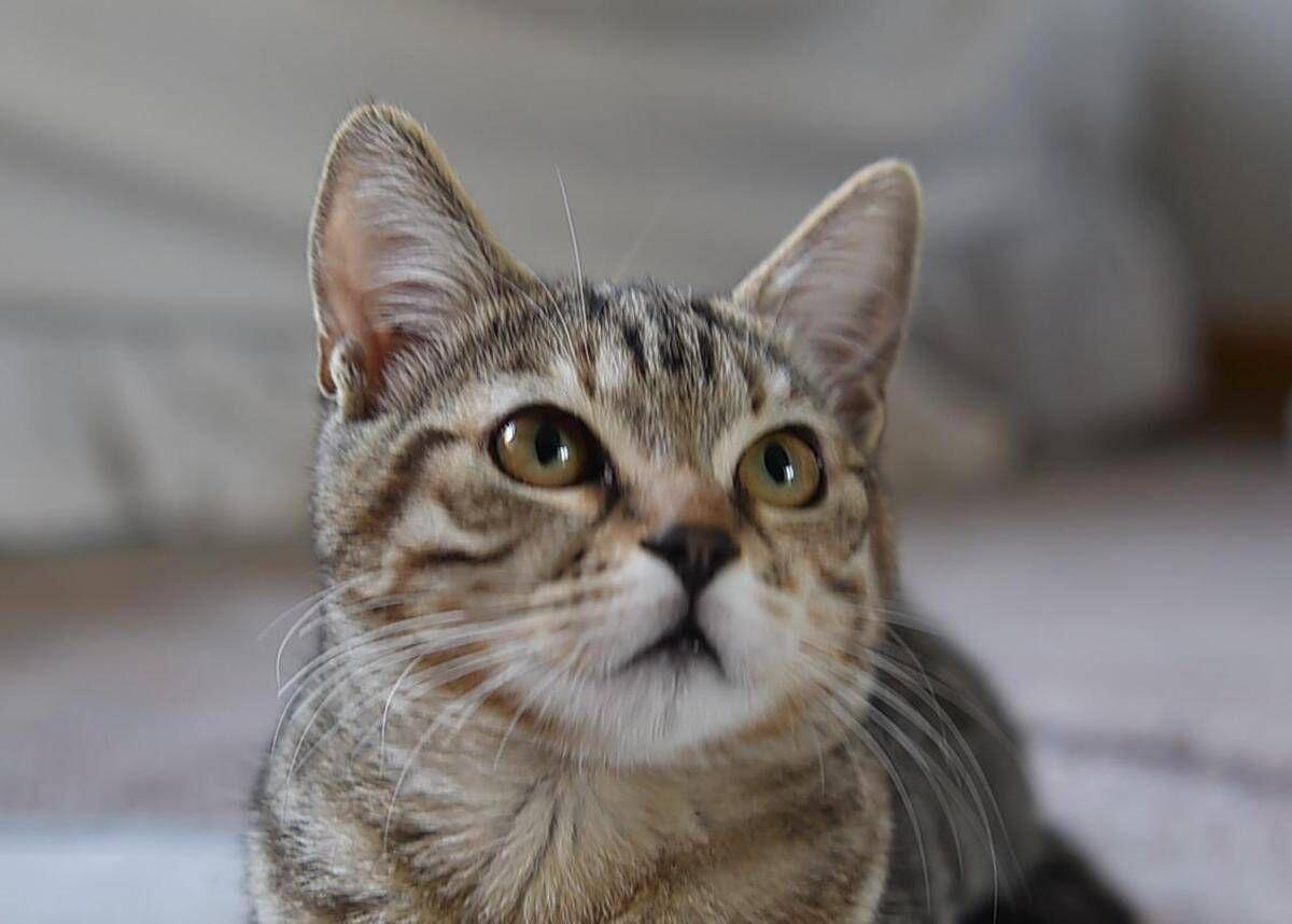 Gatto scompare per 10 anni, poi si presenta... al compleanno della padrona - 