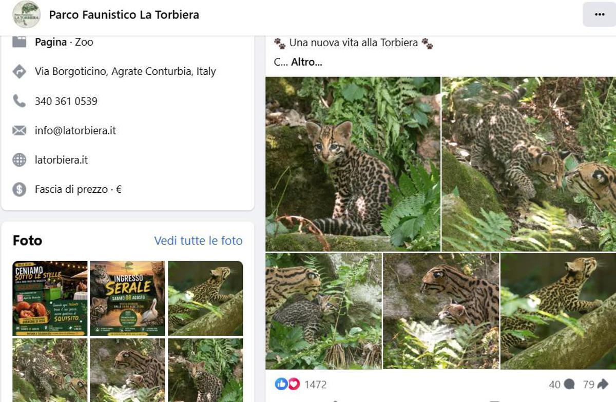 Cucciolo di ocelot al Parco Faunistico La Torbiera, il lieto evento vola sul web - 