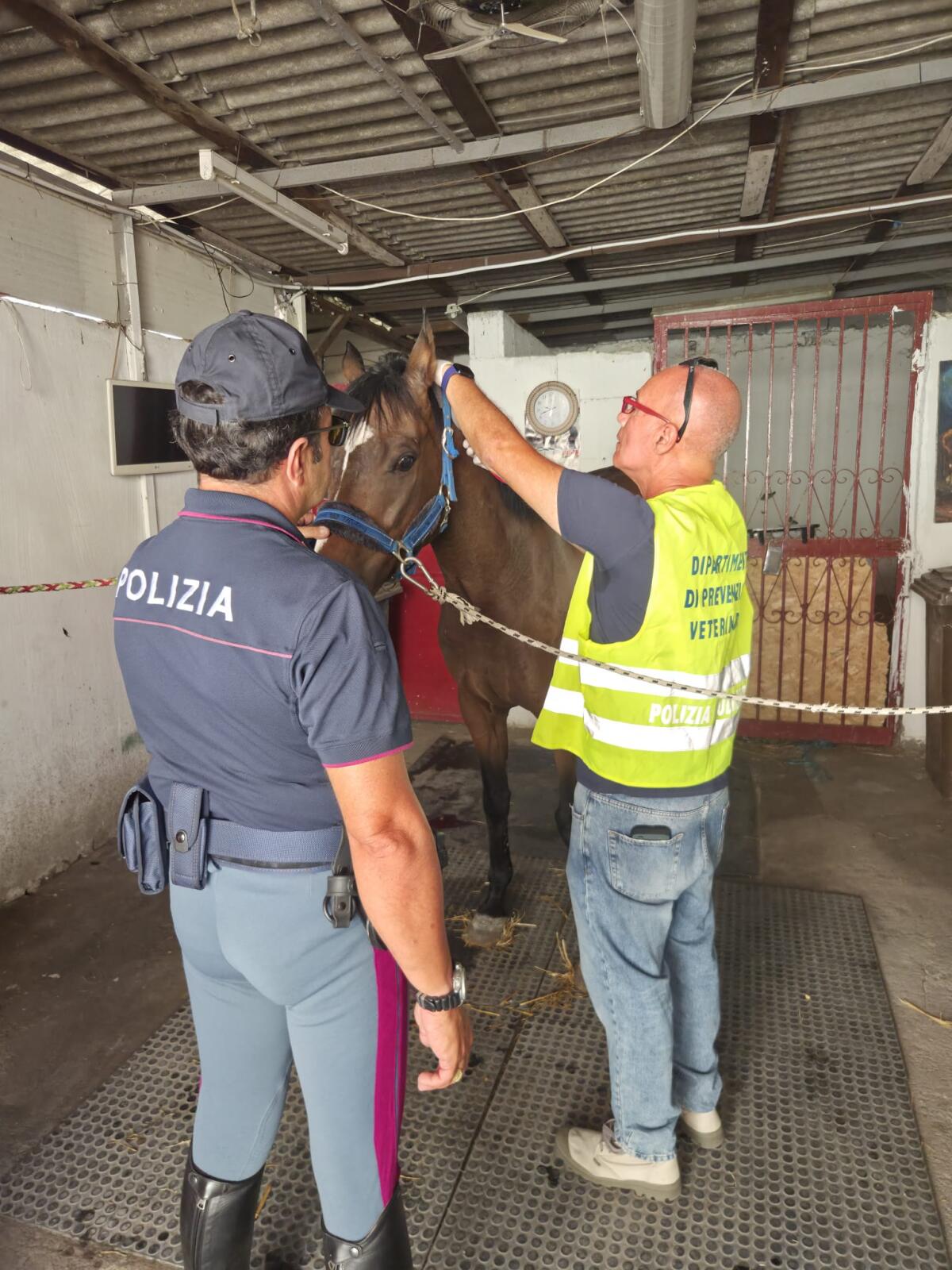 Stalla abusiva a Picanello: sanzionato gestore per 6.000 euro dopo il ritrovamento di due equidi - 
