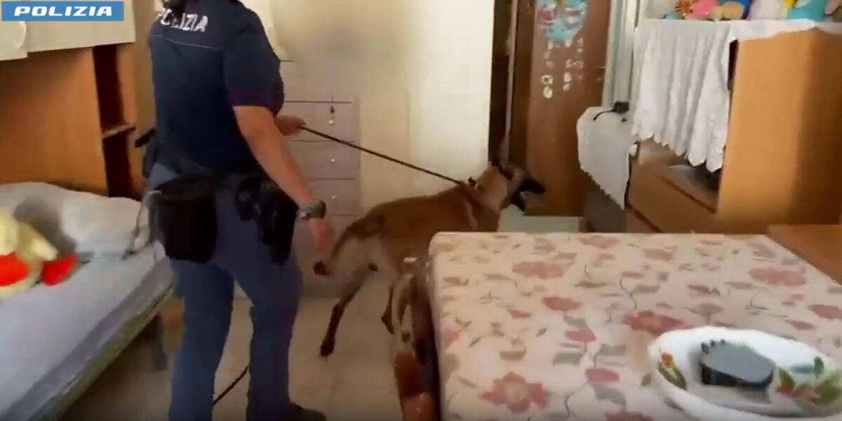 A San Cristoforo il cane‑poliziotto 'Rex' scopre 36 g di hashish: arrestato pusher 14enne - 
