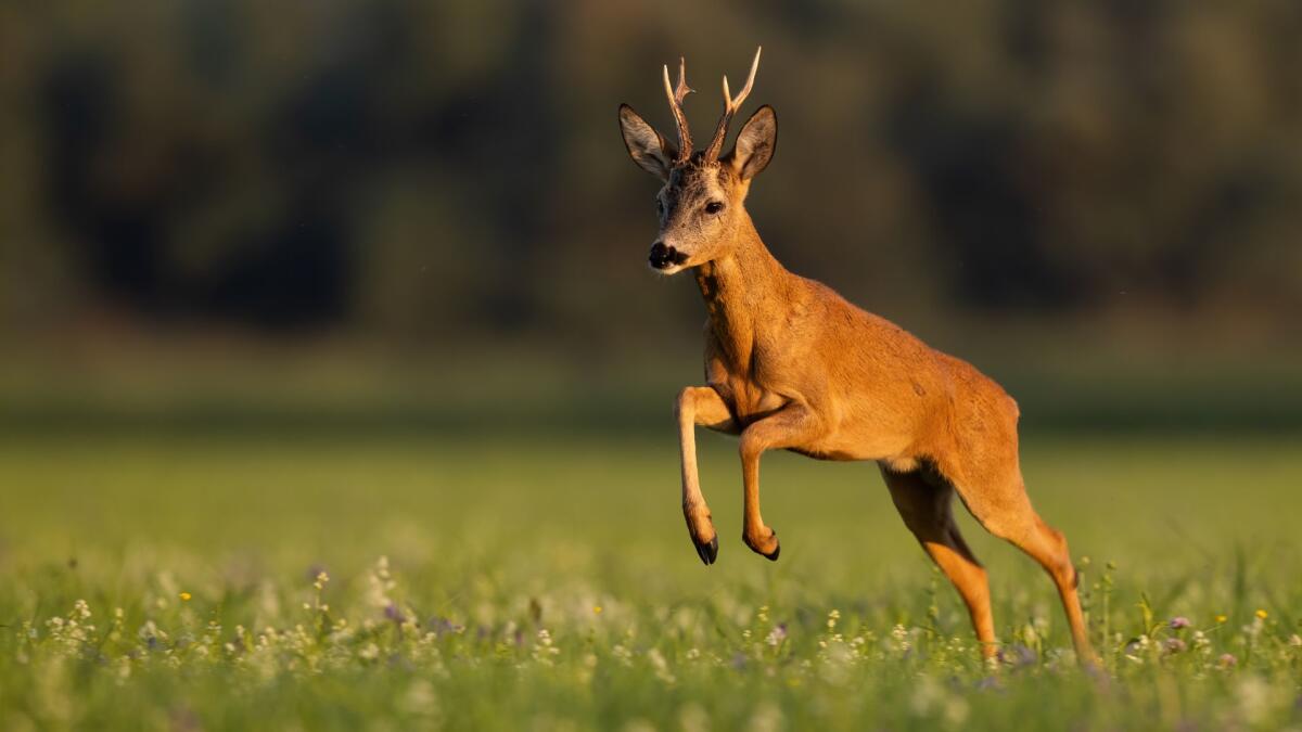 Wwf chiede alle Regioni: sospendere la caccia a settembre per l'emergenza climatica - 