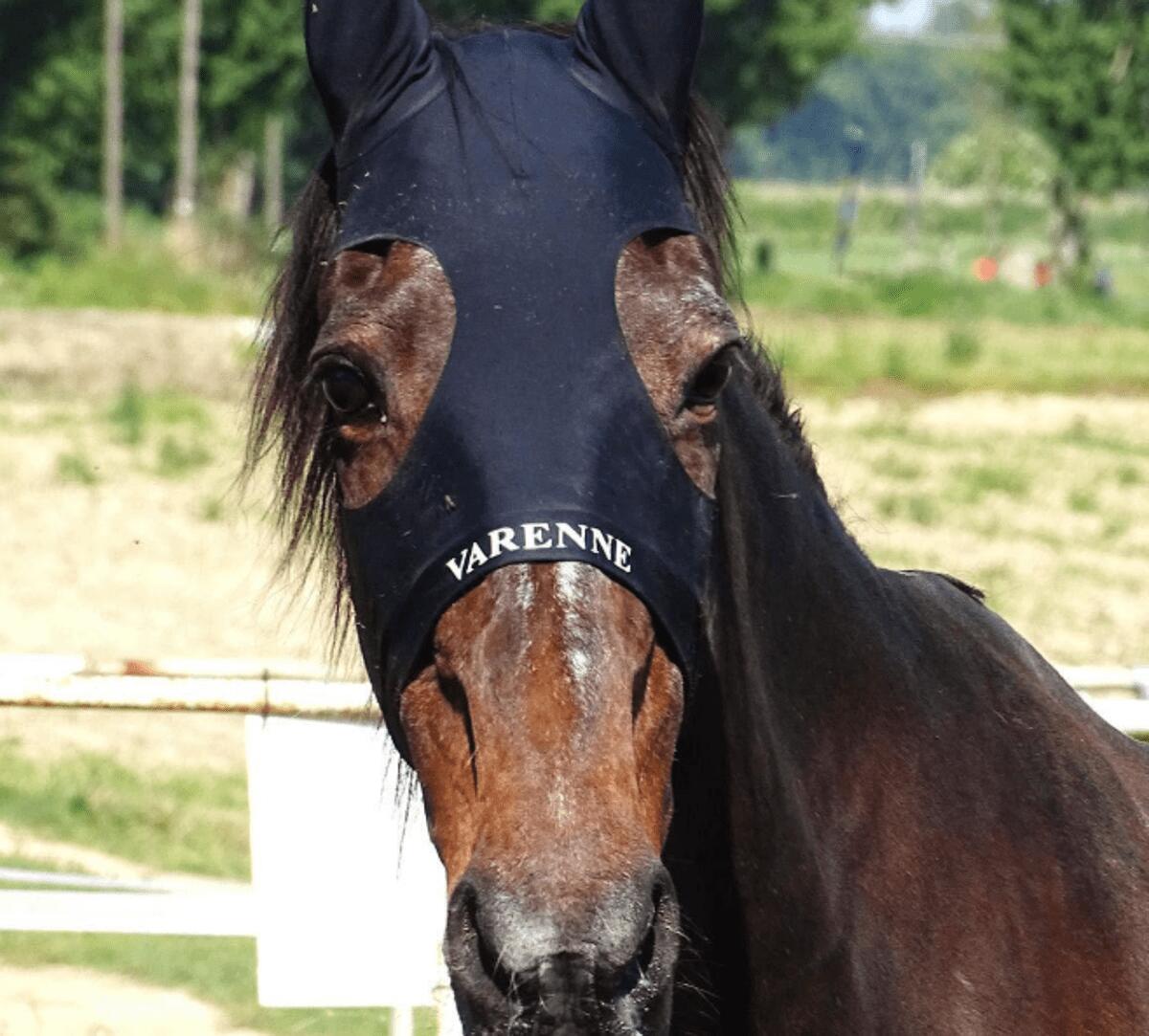 Morto Varenne, il più grande cavallo trottatore di tutti i tempi: aveva 31 anni - 