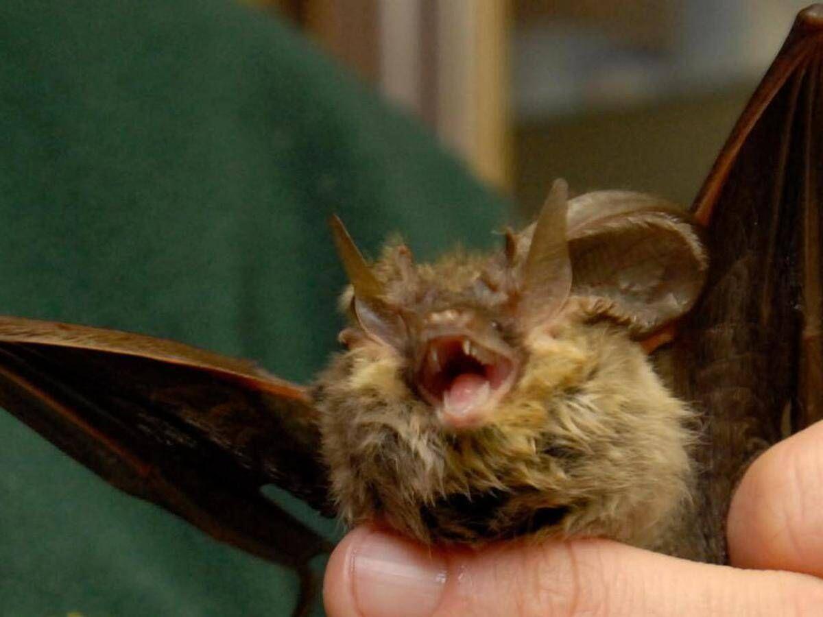 Donna si risveglia con un pipistrello in faccia: "Voleva infilarsi in bocca" - 