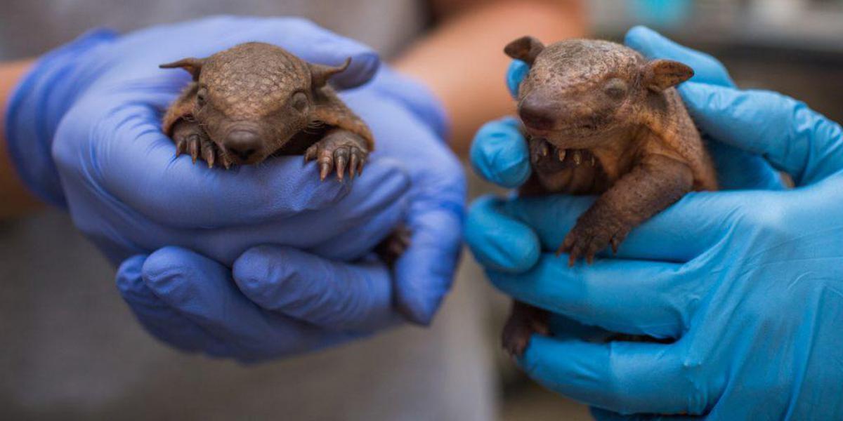 Lebbra, casi in aumento in Florida e l'armadillo torna sotto i riflettori - 